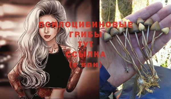 PSILOCYBIN Богородицк